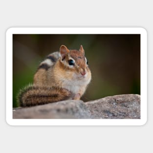 Chipmunk Sticker